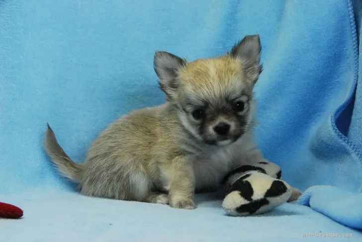 はやかい 様のお迎えした子犬