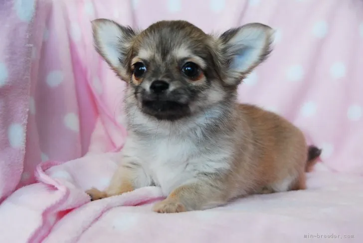 ID：1903-00945の子犬
