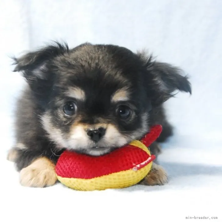 ID:2302-01400の子犬
