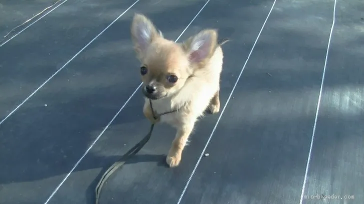 たろう 様のお迎えした子犬
