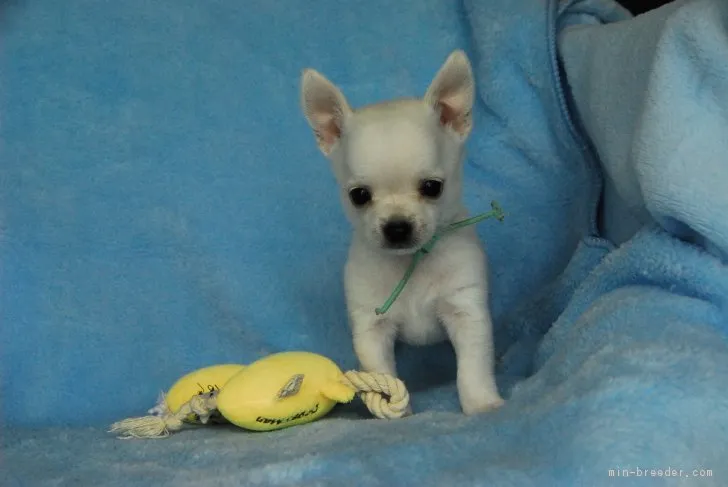 ID:1705-01375の子犬