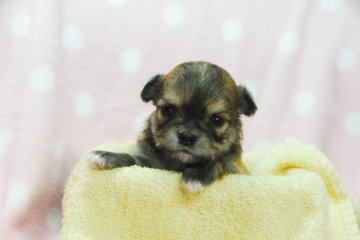 チワワ(ロング)【福岡県・女の子・2020年12月29日・レッド】の写真「少しづつ足を使って這うようになりました」