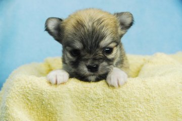 チワワ(ロング)【福岡県・女の子・2021年1月3日・フォーン】の写真「四つ足で這うようになりました」