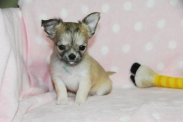 チワワ(ロング)【福岡県・女の子・2022年2月12日・フォーン】の写真「毎日、兄弟犬と元気に走り回っています」