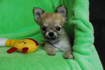 チワワ(ロング)【福岡県・女の子・2019年11月9日・フォーン】の写真「膝の上に乗って遊んでくれます」
