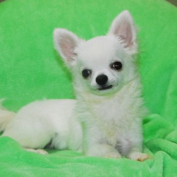 チワワ(ロング)【福岡県・男の子・2023年1月11日・ホワイト】の写真「駆け回っています」