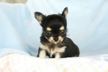 チワワ(ロング)【福岡県・女の子・2017年1月18日・ブラックタン】の写真「人懐っこい子元気な子です」