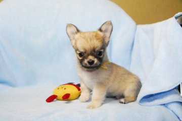 チワワ(ロング)【福岡県・男の子・2022年2月12日・フォーン】の写真「毎日、兄弟犬と元気に走り回っています」