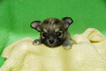 チワワ(ロング)【福岡県・女の子・2019年11月9日・フォーン】の写真「よちよち歩きを始めました」