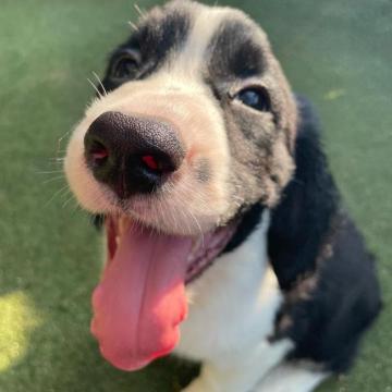 イングリッシュスプリンガースパニエル【宮城県・男の子・2022年5月13日・ブラック&ホワイト】の写真「お目目くりくりハンサムくんです！」