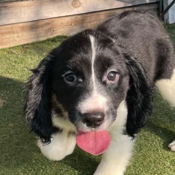 イングリッシュスプリンガースパニエル【宮城県・女の子・2022年5月13日・ブラック&ホワイト】の写真「ぽよんとしたお顔をしています。」