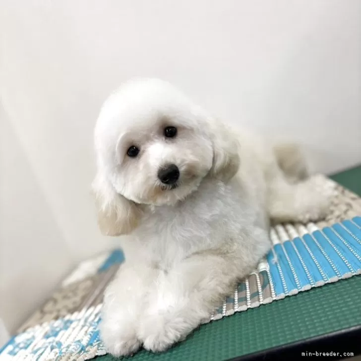 トイプードル(トイ)【熊本県・男の子・2024年10月10日・ペールフォーン(クリーム) 成犬時ホワイトに近い】の写真1