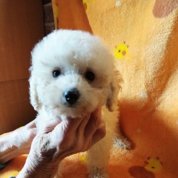 トイプードル(タイニー)【熊本県・女の子・2025年1月3日・ペールフォーン(クリーム) 成犬時ホワイトに近い】の写真「お顔、激可愛い😆愛らしい女の子👧です🐩」