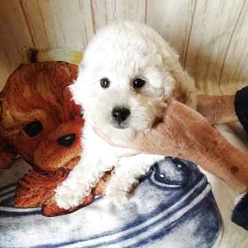 トイプードル(トイ)【熊本県・男の子・2025年10月5日・ペールフォーン(クリーム) 成犬時ホワイトに近い】の写真「大きめちゃんお散歩のお供に🐩お渡しは12／15〜」