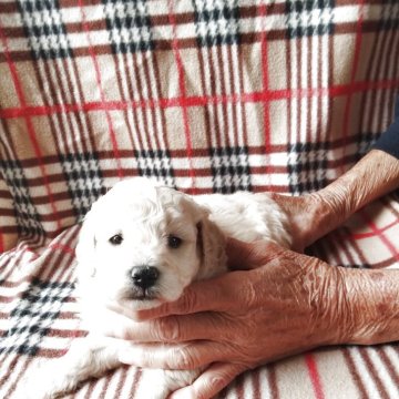 トイプードル(トイ)【熊本県・男の子・2025年10月5日・ペールフォーン(クリーム) 成犬時ホワイトに近い】の写真「大きめちゃんお散歩のお供に🐩お渡しは12／15〜」