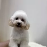 タイニープードル