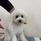 タイニープードル