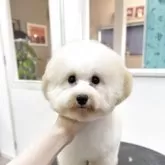 タイニープードル