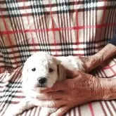 トイプードル(トイ)