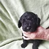 トイプードル(トイ)