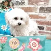 タイニープードル【熊本県・男の子・2024年10月21日・ペールフォーン(クリーム) 成犬時ホワイトに近い】の写真2