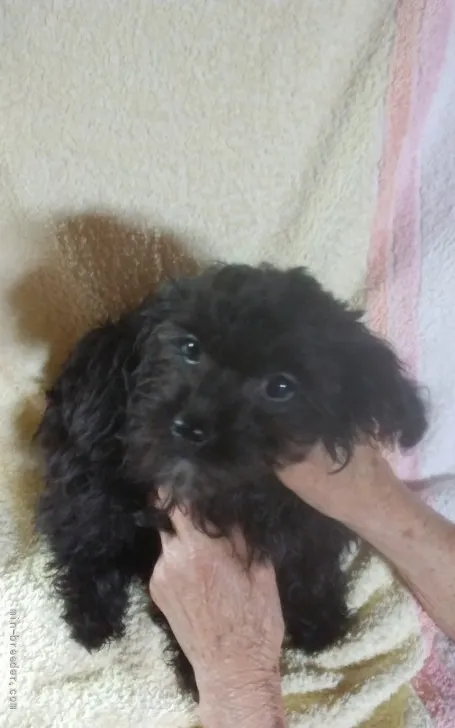 ID：2205-00063の子犬