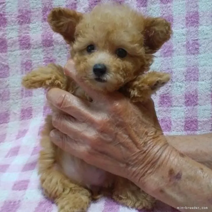 ID：2207-02077の子犬