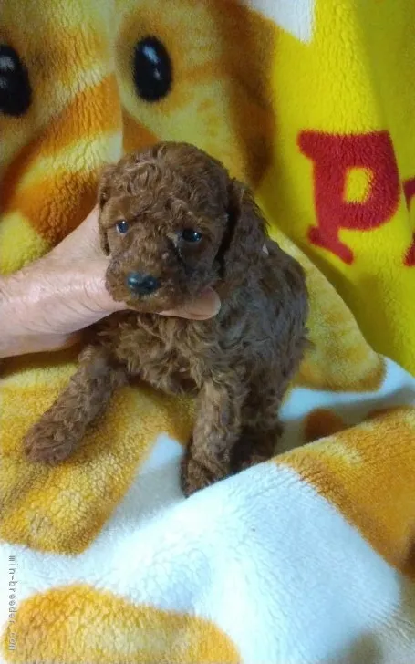 ID：1803-00790の子犬