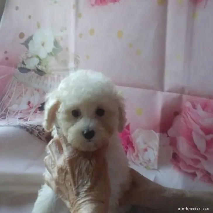 ID:2210-00760の子犬