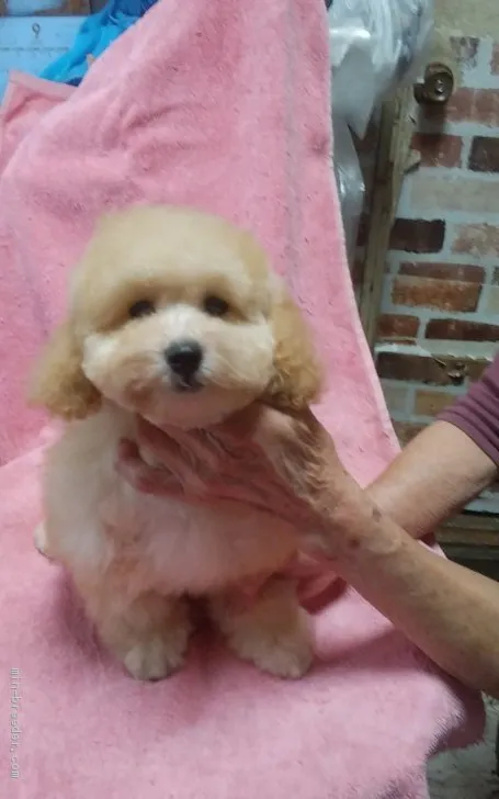 K.T 様のお迎えした子犬