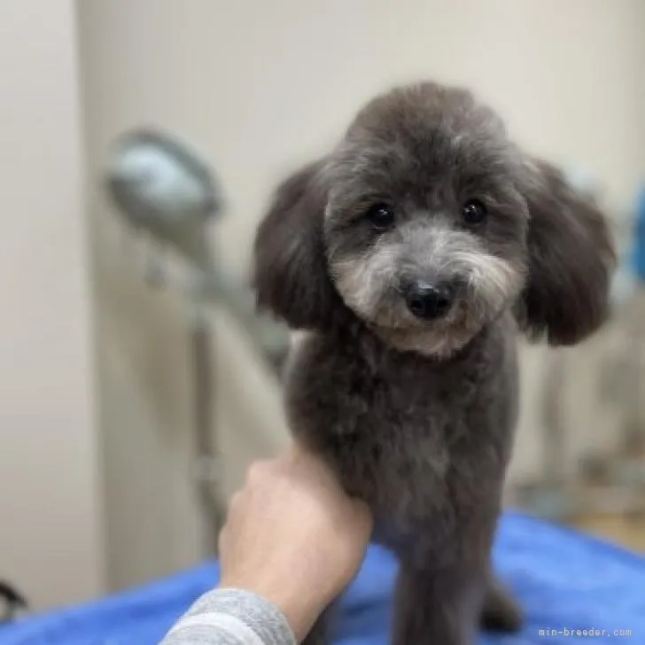 nikutetu 様のお迎えした子犬