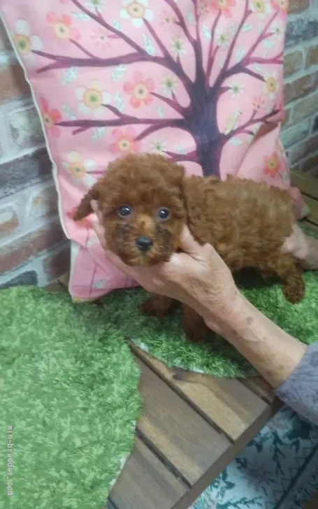 ID：2105-03035の子犬