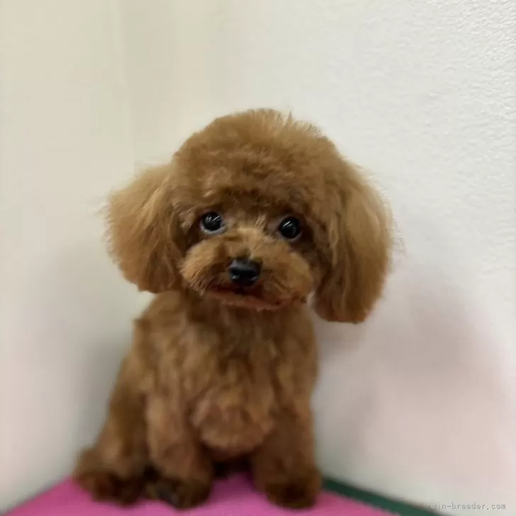 ID:2310-00976の子犬