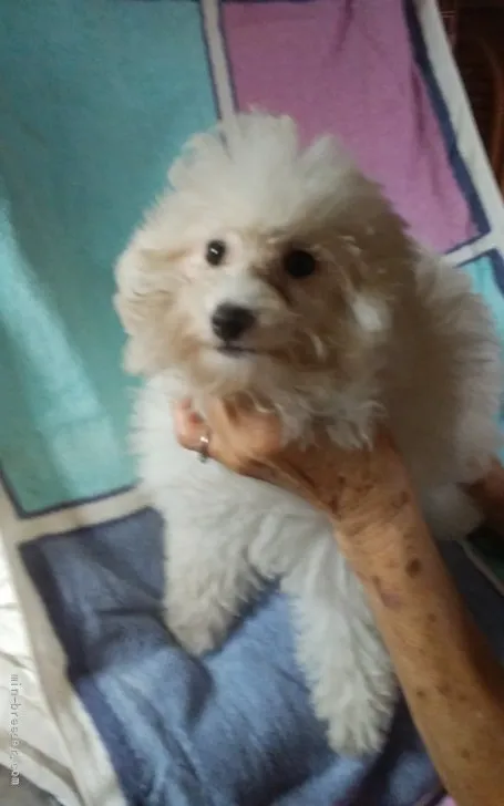 ID：2107-00185の子犬