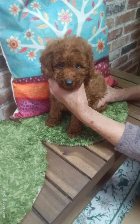 ローバー 様のお迎えした子犬