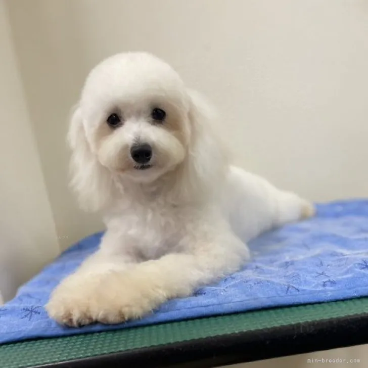 ID：2304-01778の子犬