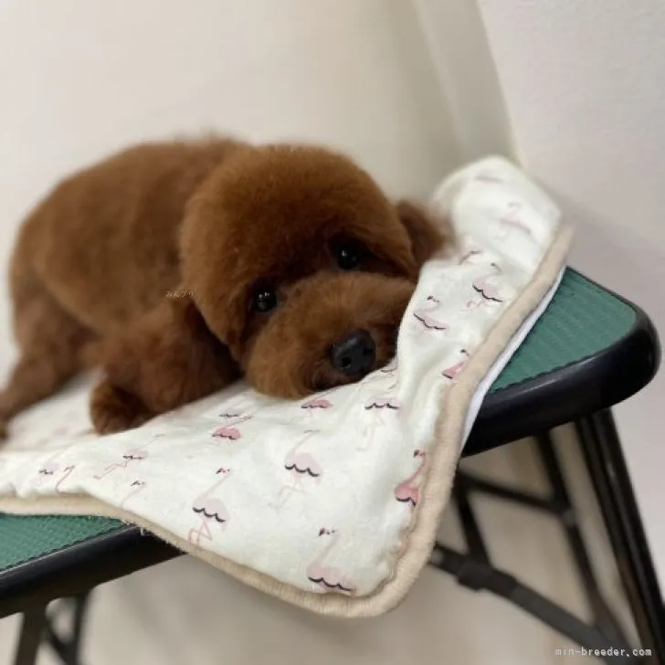 ID：2303-05300の子犬