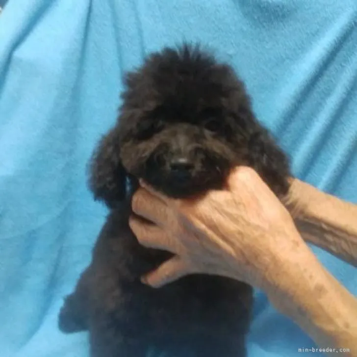 ID：2207-05555の子犬