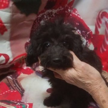 トイプードル(タイニー)【熊本県・男の子・2023年8月1日・ブラック】の写真「元気いっぱい🐶」