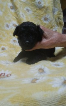 父ティーサイズプードル🐩母ロングチワワ【熊本県・男の子・2019年5月1日・ブラック】の写真「令和初日記念生まれです✴」