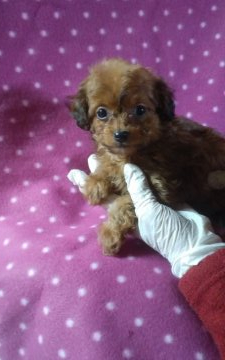 父犬ティーカップサイズプードル☆母犬ロングチワワ【熊本県・女の子・2020年11月23日・レッドフォーン】の写真「タイニーサイズのとても愛らしい女の子👧です💕」
