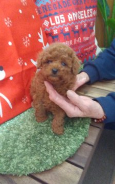 トイプードル(タイニー)【熊本県・女の子・2019年10月27日・レッド】の写真「PRA等、プードル🐩遺伝子病は発症致しません🎶」