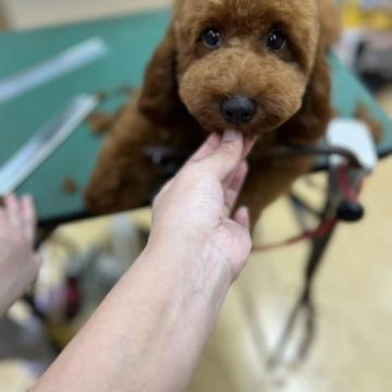 父犬プードル母犬コッカーとプードル🐩のひ孫【熊本県・男の子・2022年2月13日・レッド】の写真「お散歩のお供に最適ほぼ🎆プードル🐩君」