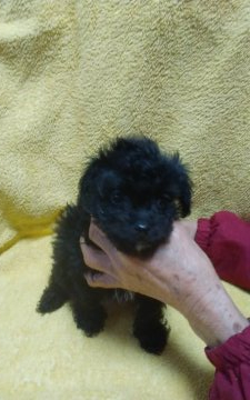父犬ティーカップサイズプードル☆母犬ロングチワワ【熊本県・女の子・2022年1月13日・ブラック】の写真「愛嬌抜群😆」