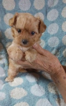 父犬ティーカップサイズプードル☆母犬ロングチワワ【熊本県・男の子・2020年8月3日・レッドフォーン】の写真「ティーカップ～タイニーサイズ予想ちゃんです🎶」