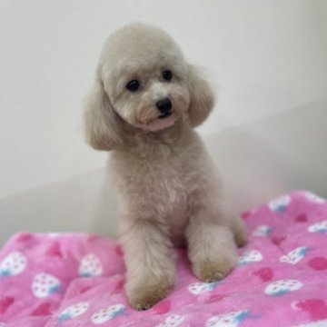 トイプードル(タイニー)【熊本県・女の子・2022年11月5日・クリーム(成犬🐩時ホワイトに近い予想)】の写真「お顔、激可愛い😆愛らしい女の子👧です🐩」