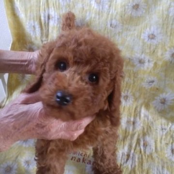 父犬プードル母犬コッカーとプードル🐩のひ孫【熊本県・女の子・2023年1月17日・レッド】の写真「お散歩のお供に最適大きめちゃん😆」