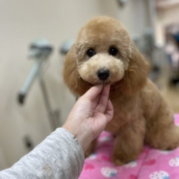 トイプードル(トイ)【熊本県・女の子・2022年10月16日・アプリコット】の写真「お散歩のお供に最適大きめちゃん😆」