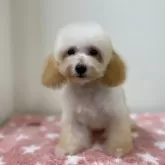 タイニープードル