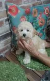 トイプードル(トイ)【熊本県・女の子・2021年7月6日・クリーム(成犬🐩時ホワイトに近い予想)】の写真3